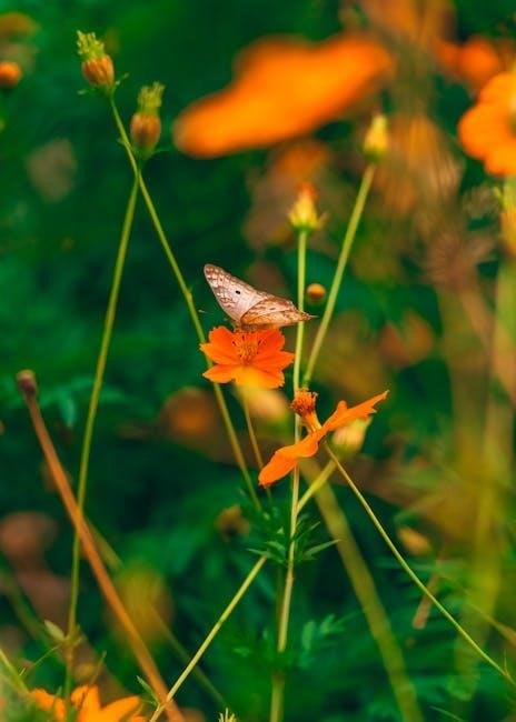 butterfly garden instructions butterfly garden instructions
